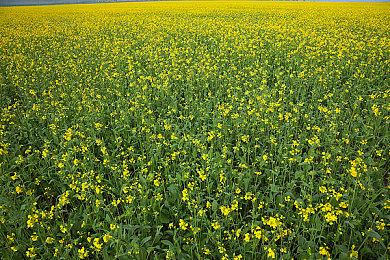 《生化危机6.5》概念艺术图曝光：《生化危机7》废弃版本